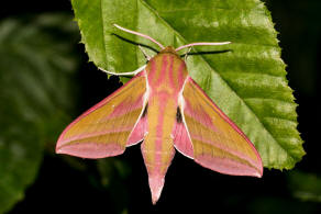 Deilephila elpenor / Mittlerer Weinschwrmer / Sphingidae - Schwrmer - Macroglossinae