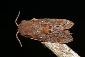 Dendrolimus pini / Kiefernspinner / Nachtfalter - Glucken - Lasiocampidae - Lasiocampinae