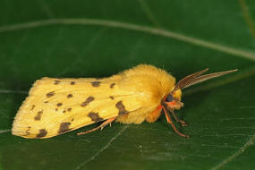 Diacrisia purpurata / Purpurbr (= Rhyparia purpurata) / Nachtalter - Eulenfalter - Erebidae - Arctiinae - Brenspinner