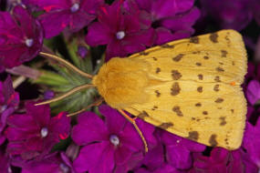 Diacrisia purpurata / Purpurbr (= Rhyparia purpurata) / Nachtalter - Eulenfalter - Erebidae - Arctiinae - Brenspinner