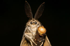 Lymantria dispar / Schwammspinner / Nachtfalter - Eulenfalter - Erebidae / Unterfamilie: Trgspinner - Lymantriinae