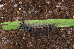 Lymantria dispar / Schwammspinner / Nachtfalter - Eulenfalter - Erebidae / Unterfamilie: Trgspinner - Lymantriinae