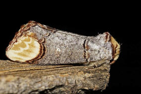 Phalera bucephala / Mondvogel / Nachtfalter - Zahnspinner - Notodontidae - Phalerinae