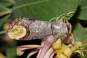 Phalera bucephala / Mondvogel / Nachtfalter - Zahnspinner - Notodontidae - Phalerinae