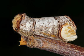 Phalera bucephala / Mondvogel / Nachtfalter - Zahnspinner - Notodontidae - Phalerinae