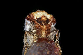 Phalera bucephala / Mondvogel / Nachtfalter - Zahnspinner - Notodontidae - Phalerinae