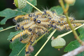 Phalera bucephala / Mondvogel (Raupen) / Nachtfalter - Zahnspinner - Notodontidae - Phalerinae