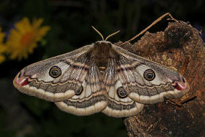 Saturnia pavonia / Kleines Nachtpfauenauge / Nachtfalter - Pfauenspinner - Saturniidae - Saturniinae