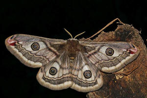 Saturnia pavonia / Kleines Nachtpfauenauge / Nachtfalter - Pfauenspinner - Saturniidae - Saturniinae