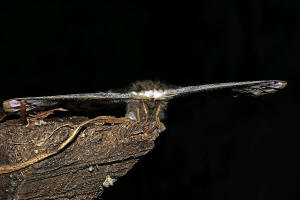 Saturnia pavonia / Kleines Nachtpfauenauge / Nachtfalter - Pfauenspinner - Saturniidae - Saturniinae