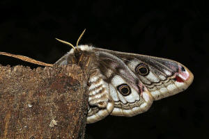 Saturnia pavonia / Kleines Nachtpfauenauge / Nachtfalter - Pfauenspinner - Saturniidae - Saturniinae