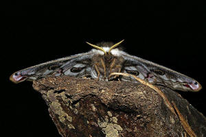 Saturnia pavonia / Kleines Nachtpfauenauge / Nachtfalter - Pfauenspinner - Saturniidae - Saturniinae