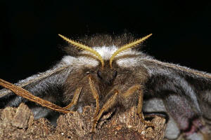 Saturnia pavonia / Kleines Nachtpfauenauge / Nachtfalter - Pfauenspinner - Saturniidae - Saturniinae