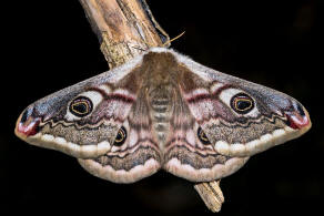 Saturnia pavonia / Kleines Nachtpfauenauge / Nachtfalter - Pfauenspinner - Saturniidae - Saturniinae