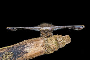 Saturnia pavonia / Kleines Nachtpfauenauge / Nachtfalter - Pfauenspinner - Saturniidae - Saturniinae