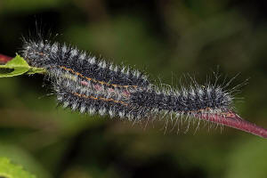 Saturnia pavonia / Kleines Nachtpfauenauge / Nachtfalter - Pfauenspinner - Saturniidae - Saturniinae