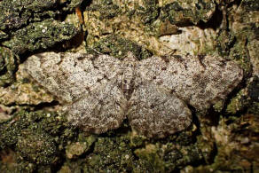 Agriopis leucophaearia / Weigrauer Breitflgelspanner / Nachtfalter - Spanner - Geometridae - Ennominae