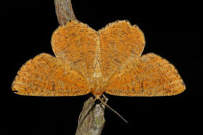 Angerona prunaria / Schlehenspanner / Nachtfalter - Spanner - Geometridae - Ennominae