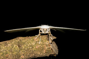 Campaea margaritata / Perlglanzspanner / Silberblatt / Nachtfalter - Spanner - Geometridae - Ennominae