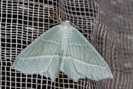 Campaea margaritata / Perlglanzspanner / Silberblatt / Nachtfalter - Spanner - Geometridae - Ennominae