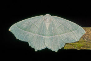 Campaea margaritata / Perlglanzspanner / Silberblatt / Nachtfalter - Spanner - Geometridae - Ennominae