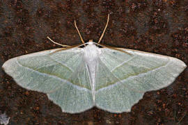 Campaea margaritata / Perlglanzspanner / Silberblatt / Nachtfalter - Spanner - Geometridae - Ennominae