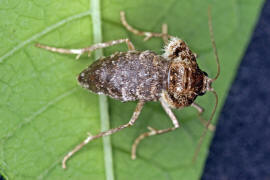 Operophtera brumata / Kleiner Frostspanner (Weibchen) / Nachtfalter - Spanner - Geometridae - Larentiinae 