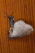 Operophtera brumata / Kleiner Frostspanner (Paarung) / Nachtfalter - Spanner - Geometridae - Larentiinae 