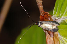 Adela reaumurella / Grner Langfhler / Langhornmotten - Adelidae