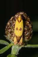 Agapeta zoegana / Flockenblumen-Wickler / Nachtfalter - Wickler - Tortricidae - Tortricinae - Cochylini