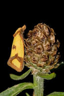 Agapeta zoegana / Flockenblumen-Wickler / Nachtfalter - Wickler - Tortricidae - Tortricinae - Cochylini