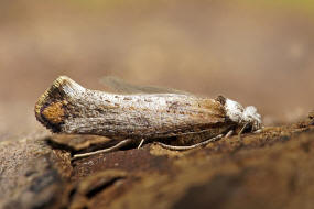Pseudoswammerdamia combinella / Ohne deutschen Namen / Nachtfalter - Gespinstmotten - Yponomeutidae - Yponomeutinae