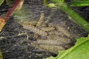 Yponomeuta cagnagella / Pfaffenhtchen-Gespinstmotte (Raupen) / Nachtfalter - Gespinst- und Knospenmotten - Yponomeutidae - Yponomeutinae