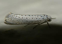 Yponomeuta evonymella / Traubenkirschen-Gespinstmotte / Nachtfalter - Gespinst- und Knospenmotten - Yponomeutidae - Yponomeutinae