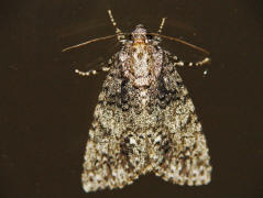 Acronicta rumicis / Ampfer-Eule / Ampfer-Rindeneule / Nachtfalter - Eulenfalter - Noctuidae - Acronictinae 