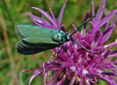 Adscita statices f. statices / Ampfer Grünwidderchen / Nachtfalter - Widderchen - Zygaenidae - Procridinae