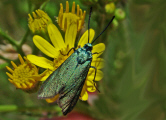 Adscita statices f. statices / Ampfer Grnwidderchen / Nachtfalter - Widderchen - Zygaenidae - Procridinae