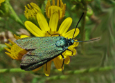 Adscita statices f. statices / Ampfer Grünwidderchen / Nachtfalter - Widderchen - Zygaenidae - Procridinae