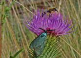 Adscita statices f. statices / Ampfer Grnwidderchen / Nachtfalter - Widderchen - Zygaenidae - Procridinae