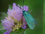 Adscita statices f. heuseri / Ampfer Grünwidderchen / Nachtfalter - Widderchen - Zygaenidae - Procridinae