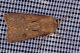 Agrotis exclamationis / Ausrufungszeichen / Nachtfalter - Eulenfalter - Noctuidae - Noctuinae