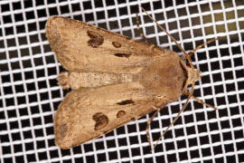 Agrotis exclamationis / Ausrufungszeichen / Nachtfalter - Eulenfalter - Noctuidae - Noctuinae