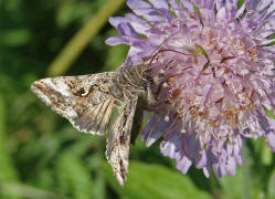 Autographa gamma / Gamma-Eule / Eulenfalter - Noctuidae - Plusiinae