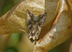 Autographa gamma / Gamma-Eule / Eulenfalter - Noctuidae - Plusiinae