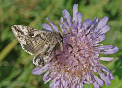 Autographa gamma / Gamma-Eule / Eulenfalter - Noctuidae - Plusiinae