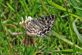 Callistege mi / Scheck-Tageule / Nachtfalter - Eulenfalter - Noctuidae - Catocalinae