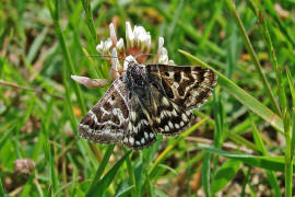 Callistege mi / Scheck-Tageule / Nachtfalter - Eulenfalter - Noctuidae - Catocalinae