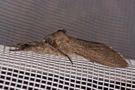 Calliteara pudibunda var. concolor / Buchen-Streckfu / Nachtfalter - Eulenfalter - Noctuidae / Unterfamilie: Trgspinner - Lymantriinae