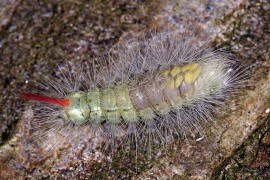 Buchen-Streckfu / Calliteara pudibunda / Nachtfalter - Eulenfalter - Noctuidae / Unterfamilie: Trgspinner - Lymantriinae