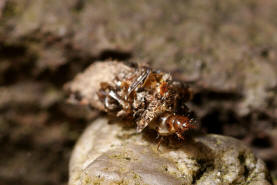 Dahlica triquetrella / Dreikant-Zwerg-Sacktrger / Nachtfalter - Echte Sacktrger - Psychidae - Dahlicini